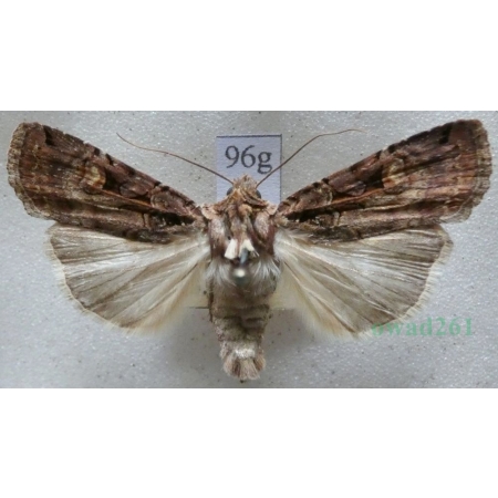 Opigena polygona (Denis & Schiffermüller, 1775) Czech96g